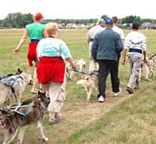 Eine Gruppe von Männern und Frauen geht mit zahlreichen Hunden spazieren